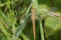Orthetrum brunneum