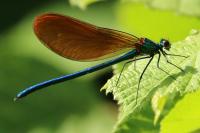 Calopteryx virgo