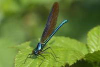 Calopteryx virgo