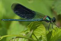 Calopteryx splendens