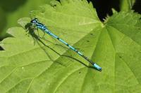 Coenagrion puella