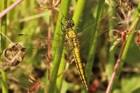 Orthetrum cancellatum