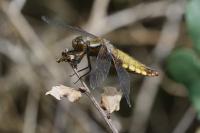 Libellula depressa