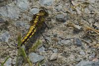 Orthetrum cancellatum