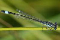 Ischnura elegans