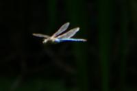 Anax imperator