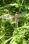 Libellula quadrimaculata