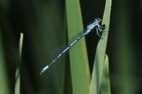 Coenagrion puella