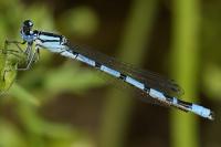 Enallagma cyathigerum