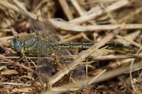 Gomphus pulchellus