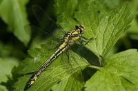 Gomphus vulgatissimus