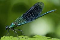 Calopteryx splendens
