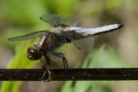 Libellula depressa