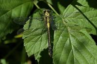 Gomphus vulgatissimus