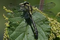 Gomphus vulgatissimus