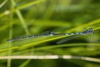 Coenagrion scitulum