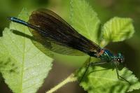 Calopteryx virgo