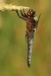 Libellula depressa