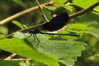 Calopteryx virgo