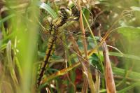 Orthetrum cancellatum