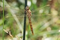 Orthetrum coerulescens