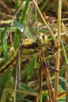 Orthetrum cancellatum