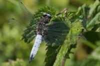 Libellula fulva