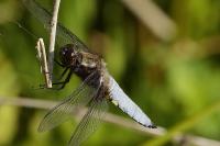 Libellula depressa
