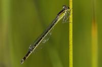 Ischnura elegans