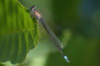 Ischnura elegans