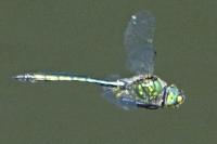 Somatochlora metallica