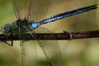 Anax imperator