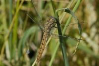 Orthetrum brunneum