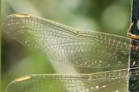 Orthetrum coerulescens