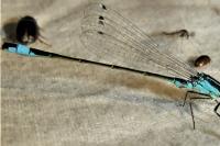 Ischnura elegans