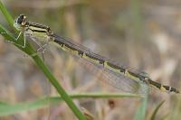 Enallagma cyathigerum