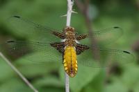 Libellula depressa