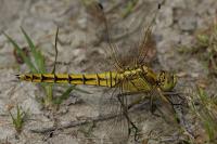 Orthetrum cancellatum