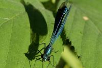 Calopteryx splendens