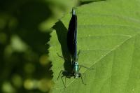 Calopteryx virgo