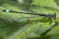 Ischnura elegans