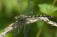 Onychogomphus forcipatus