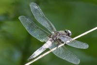 Libellula fulva