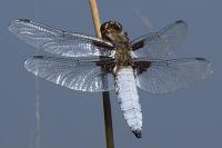 Libellula depressa