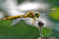 Sympetrum meridionale
