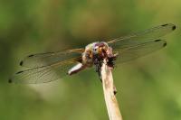 Libellula fulva