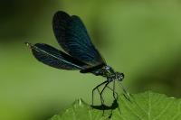 Calopteryx virgo