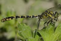 Onychogomphus forcipatus