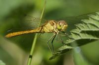 Sympetrum meridionale