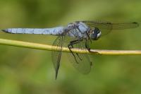 Orthetrum brunneum